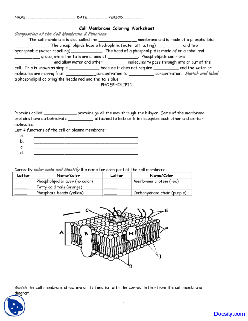 Cell Membrane Coloring Worksheet — excelguider.com