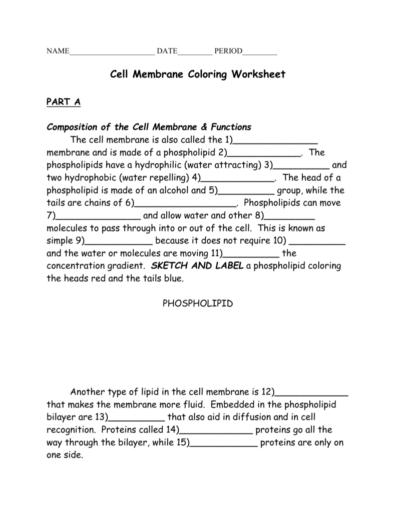 Cell Membrane Coloring Intended For Cell Membrane Coloring Worksheet