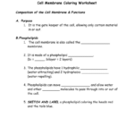 Cell Membrane Coloring Worksheet Composition Of The Cell Inside Cell Membrane Coloring Worksheet Answer Key