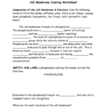 Cell Membrane Coloring Worksheet For Cell Membrane Coloring Worksheet