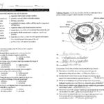 Cell Membrane Coloring Worksheet  Jvzooreview Along With The Cell Cycle Coloring Worksheet Questions Answers