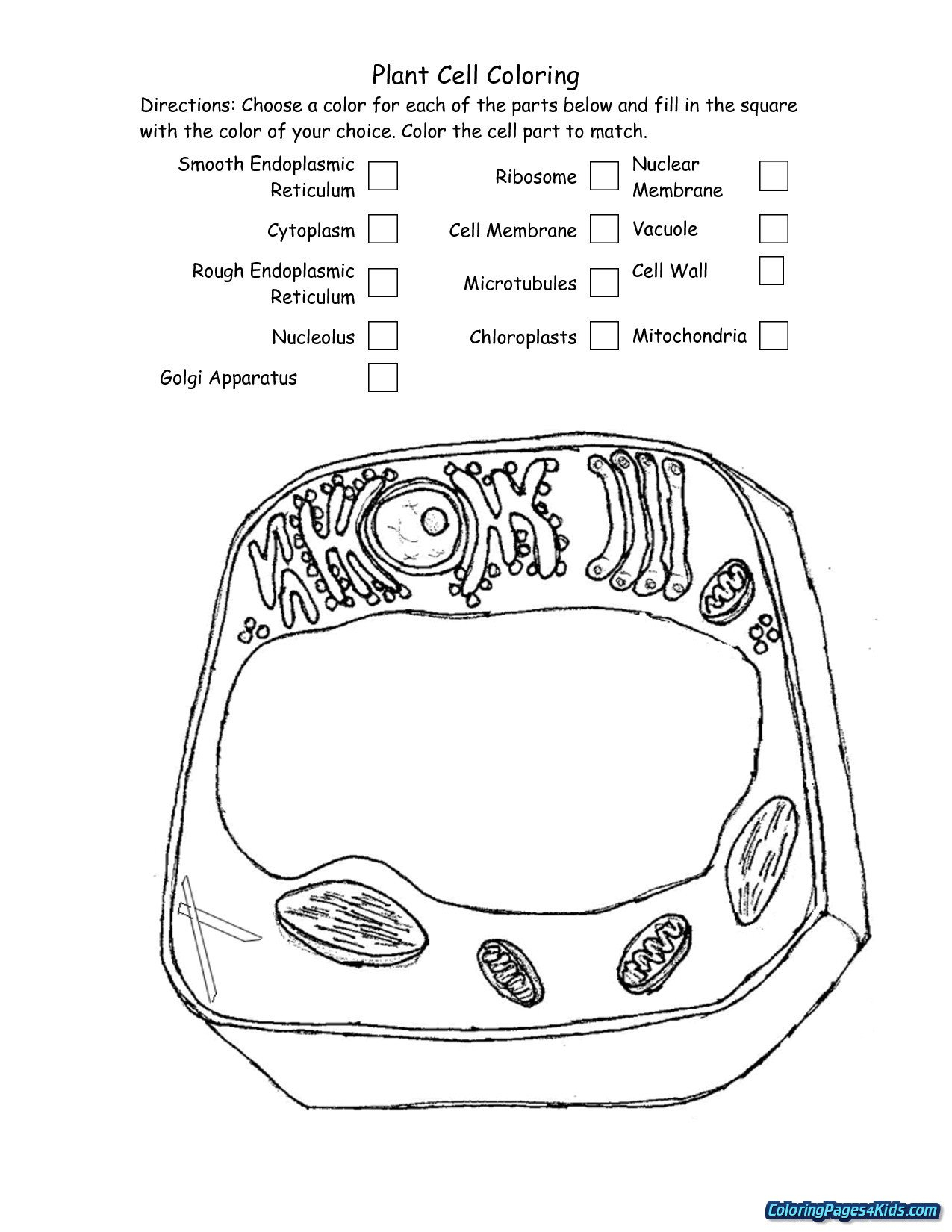 Cell Membrane Coloring Worksheet  Jvzooreview Together With Plant Cell Coloring Worksheet Key