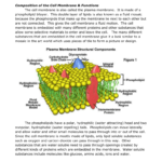 Cell Membrane Info Worksheet Intended For Cell Membrane Information Worksheet Answers
