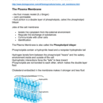 Cell Membrane Structure And Function Throughout Membrane Structure And Function Worksheet