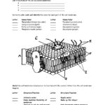 Cell Membrane Worksheet Answers Cell Membrane Worksheet Google Together With Transport In Cells Worksheet