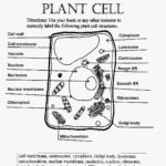 Cell Membrane Worksheet Pdf  Briefencounters Also Cell Worksheet Pdf