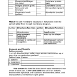 Cell Membranes Worksheet  Docsity Within Cell Membrane Worksheet