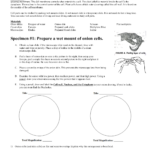 Cell Observation Lab Activity Throughout Microscope Slide Observation Worksheet