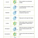 Cell Organelle Card Sort For Cell Organelles And Their Functions Worksheet Answers