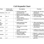 Cell Organelle Chart Within Cell Organelles Worksheet Answer Key