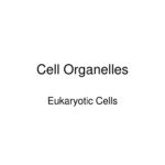 Cell Organelles Eukaryotic Cells  Ppt Download And Organelles In Eukaryotic Cells Worksheet