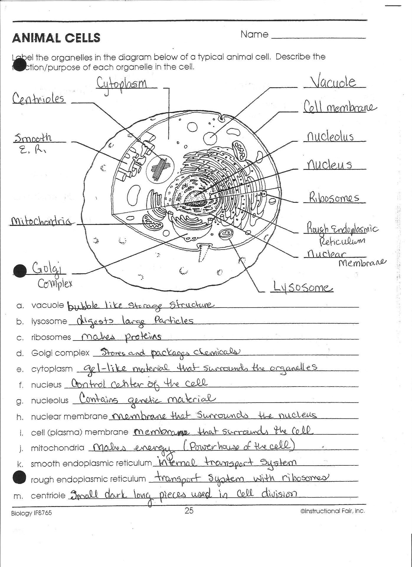 Animal Cell Worksheet Answers —