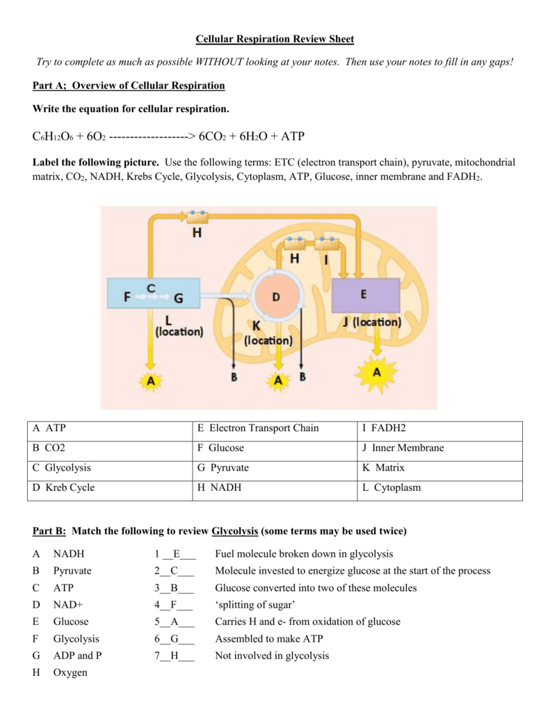 Cell Respiration Key As Well As Cellular Respiration Overview Worksheet Chapter 7 Answer Key