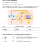 Cell Respiration Key In Cellular Respiration Review Worksheet Answer Key