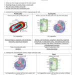 Cell Review Worksheet  Answers Cell Theory In Animal And Plant Cells Worksheet Answers