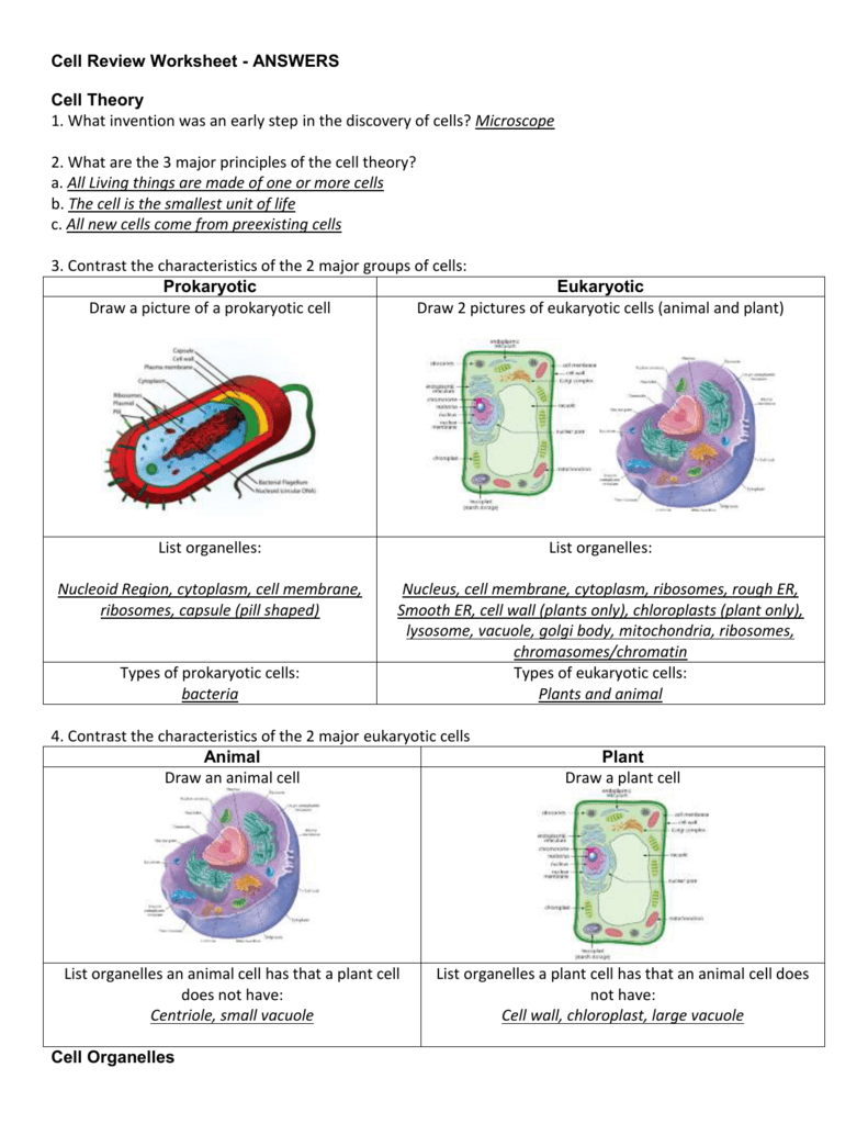 Cell Review Worksheet  Answers Cell Theory Or Cell Review Worksheet
