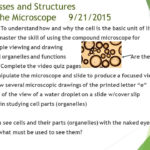 Cell Structures And Processes  Ppt Video Online Download For Cell Structure And Processes Worksheet Answers