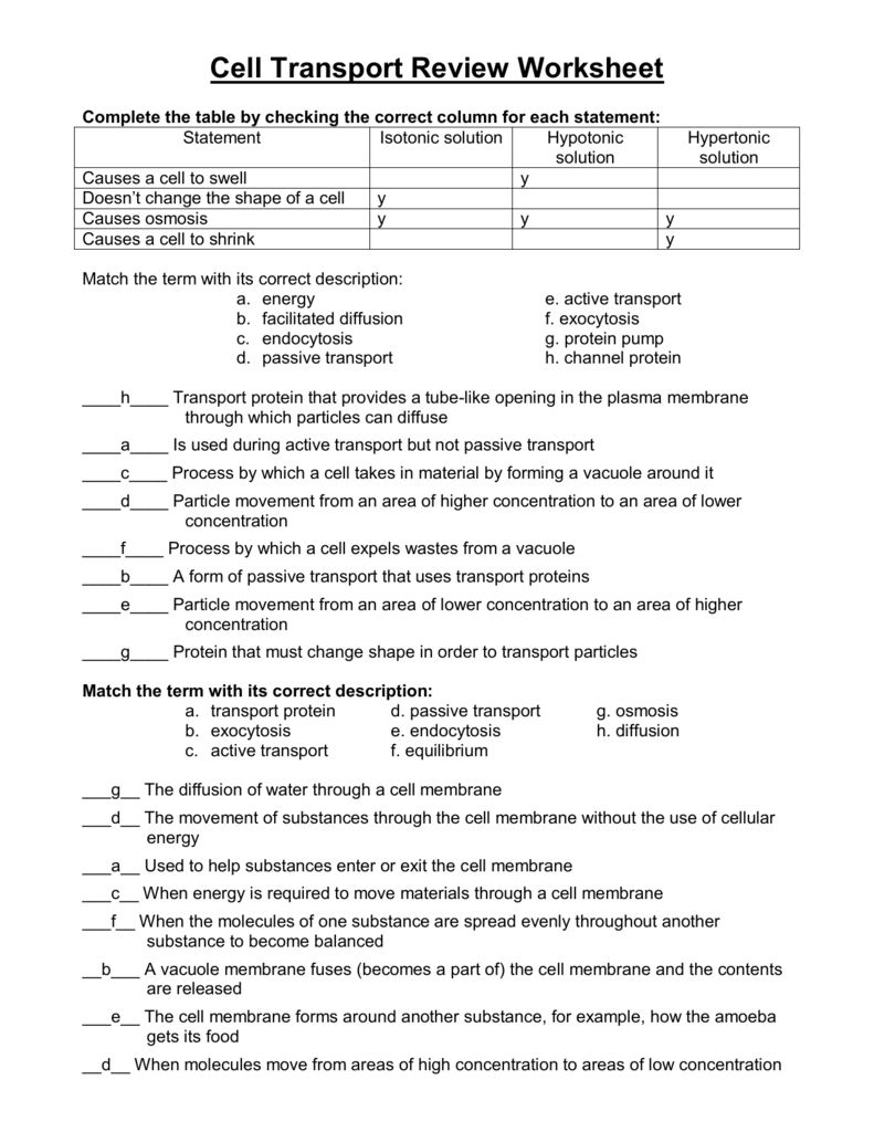 Cell Transport Review Answers Or Cell Transport Worksheet