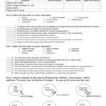 Cell Transport Review Worksheet Also Cell Transport Review Worksheet Answers