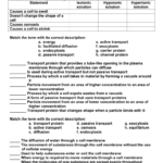 Cell Transport Review Worksheet Pertaining To Cell Transport Review Worksheet Answers