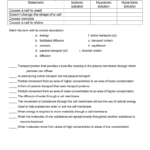 Cell Transport Review Worksheet Pertaining To Cell Transport Worksheet