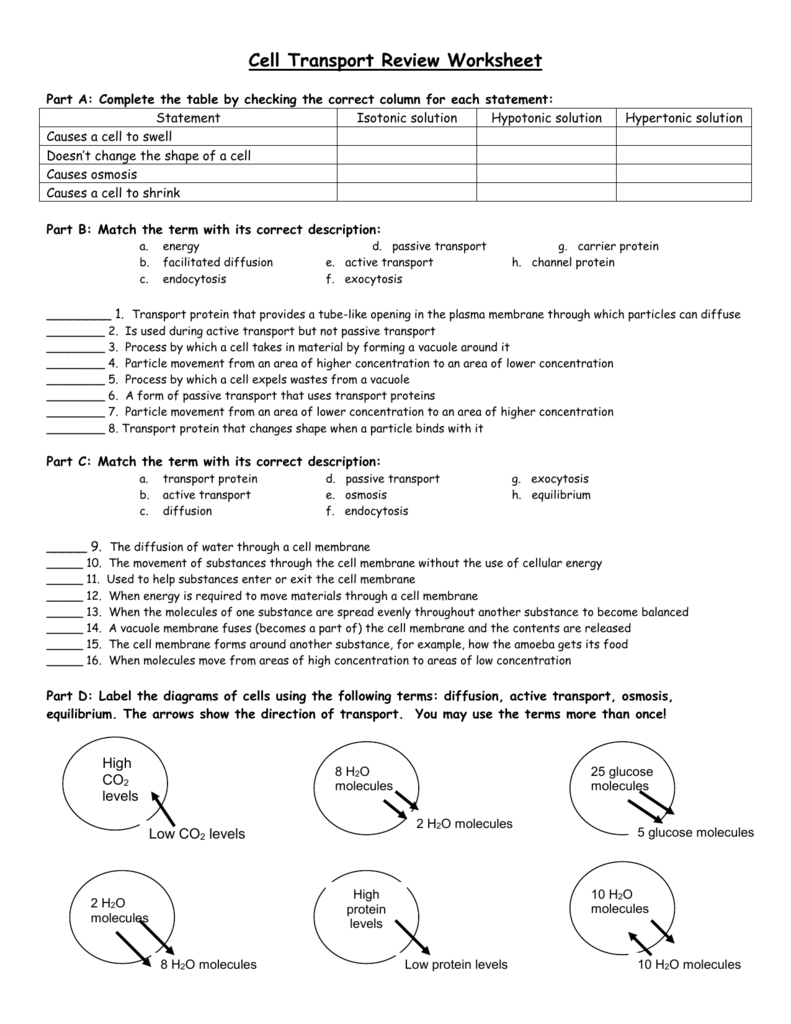 Cell Transport Review Worksheet With Regard To Cell Transport Worksheet Answer Key