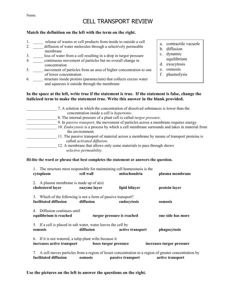 Cell Transport Worksheet Along With Cell Transport Review Worksheet Key
