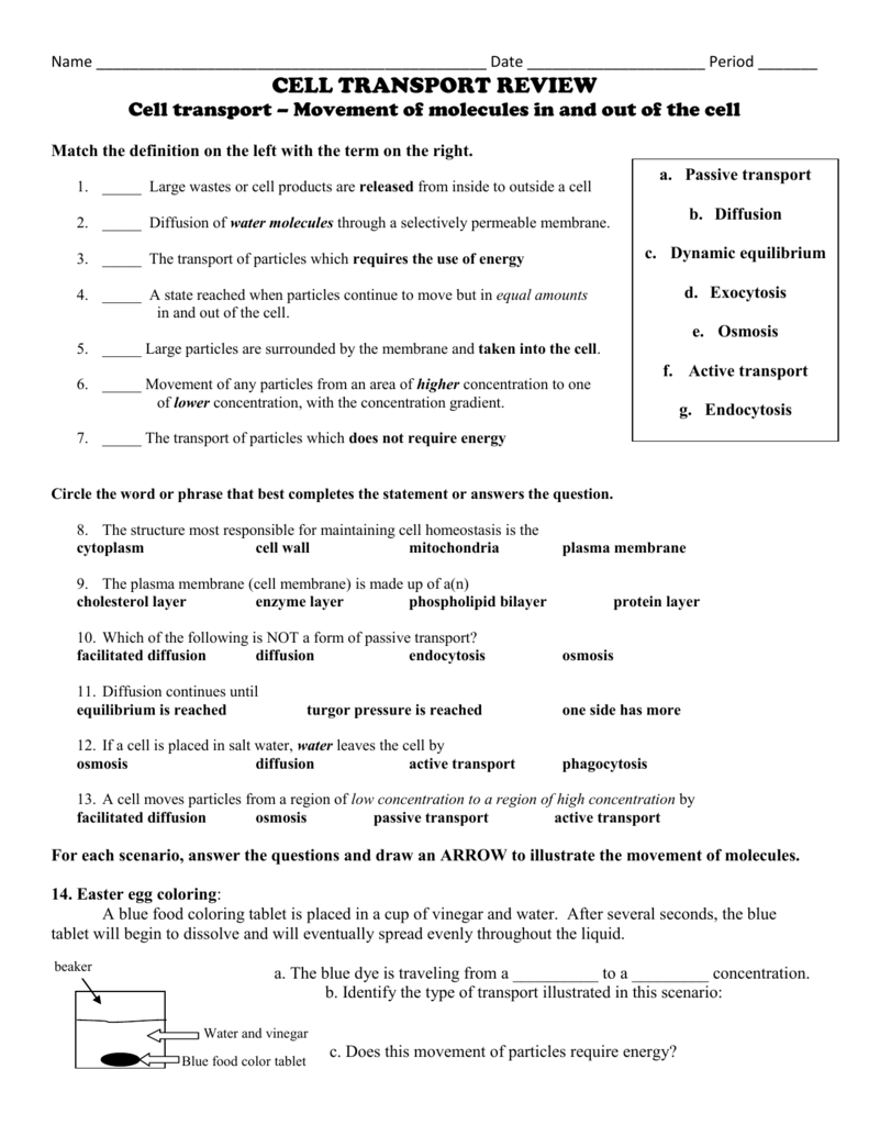 Cell Transport Worksheet For Cell Transport Review Worksheet Answers
