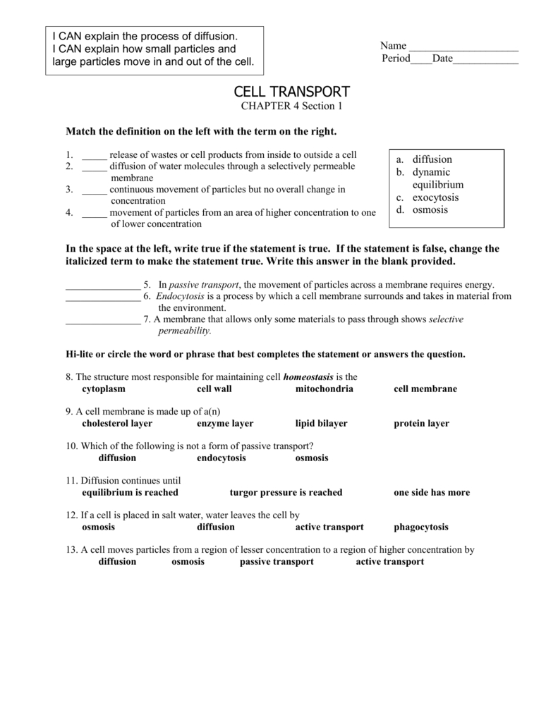 Cell Transport Worksheet Or Cell Transport Worksheet Biology Answers