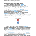 Cellmembranecoloringworksheetkey And Cell Membrane Information Worksheet Answers