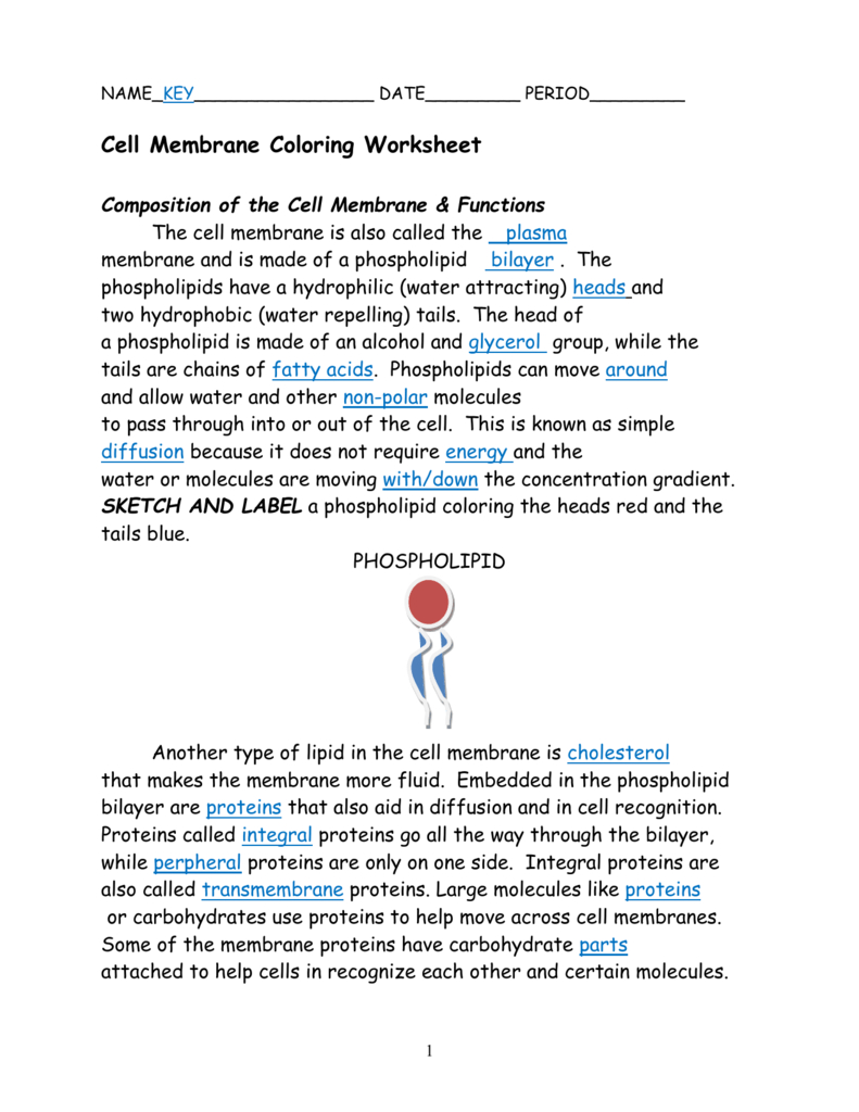 Cellmembranecoloringworksheetkey Intended For Cell Membrane Coloring Worksheet