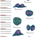 Cells Alive  Mitosis  Ppt Download Intended For Cells Alive Cell Cycle Worksheet