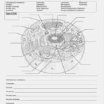 Cells Alive Plant Cell Worksheet Answer Key And Animal And Plant Also Animal And Plant Cell Labeling Worksheet