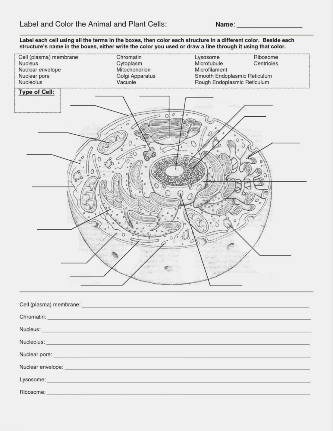 Cells Alive Plant Cell Worksheet Answer Key And Animal And Plant Or Animal Cell Worksheet Labeling