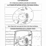 Cells Alive Plant Cell Worksheet Answer Key  Briefencounters For Animal Cell Worksheet Labeling
