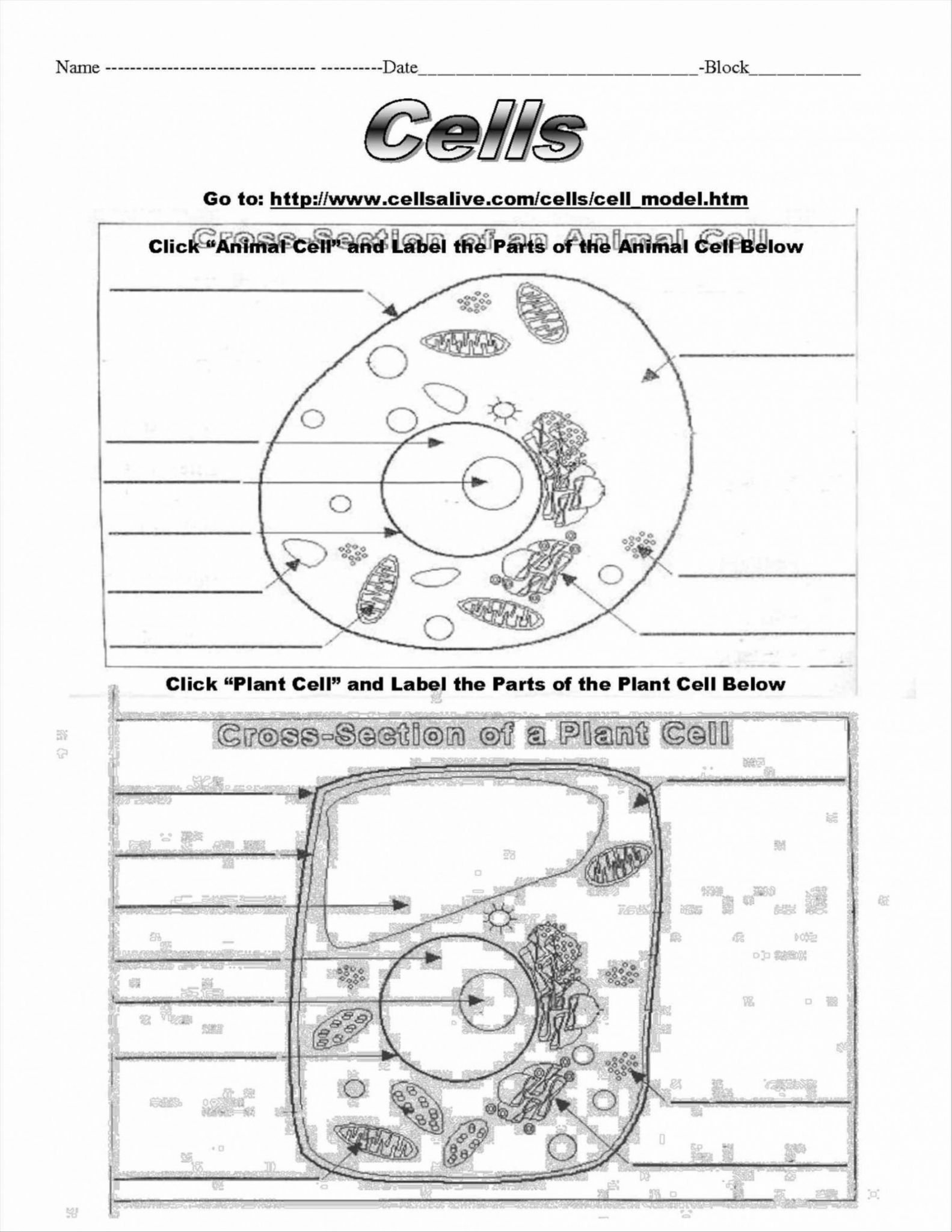 Cells Alive Plant Cell Worksheet Answer Key  Briefencounters Pertaining To Animal And Plant Cell Labeling Worksheet