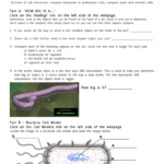 Cells Alive Webquest Within Cells Alive Plant Cell Worksheet Answer Key