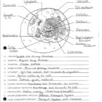 Cells Alive Worksheet Answers The Best Worksheets Image Collection For Cells Alive Cell Cycle Worksheet Answer Key