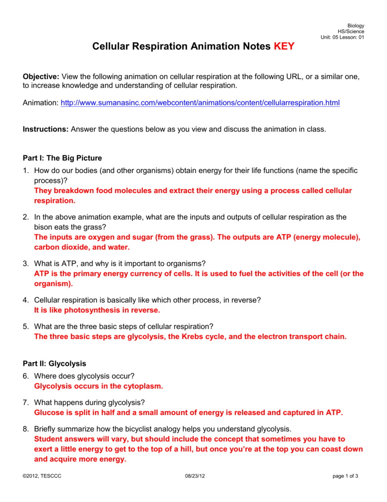 Cellular Respiration Animation Notes Key Or The Krebs Cycle Student Worksheet
