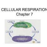 Cellular Respiration Chapter 7 Along With Cellular Respiration Overview Worksheet Chapter 7 Answer Key