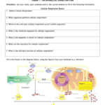 Cellular Respiration Overview Worksheet Chapter 7 Along With Cellular Respiration Overview Worksheet Chapter 7 Answer Key