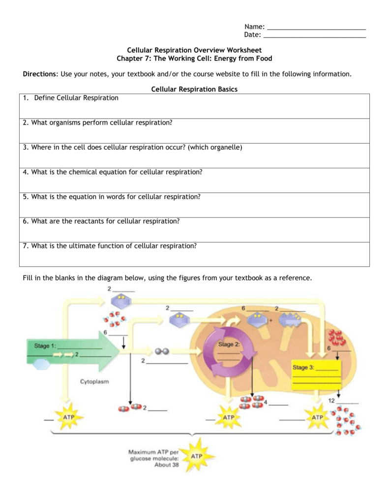 Cellular Respiration Overview Worksheet Chapter 7 Along With Cellular Respiration Overview Worksheet Chapter 7 Answer Key