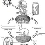 Cellular Respiration  Pdf Also Photosynthesis And Cellular Respiration Worksheet High School