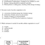 Cellular Respiration Practice Questions 1  Pdf Along With Cellular Respiration Worksheet Pdf