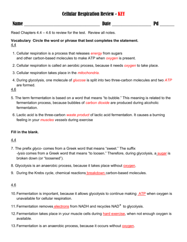 Cellular Respiration Review Worksheet Answer Key ...