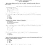 Cellular Respiration Review Worksheet Also Cellular Respiration Worksheet Answers
