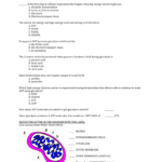 Cellular Respiration Review Worksheet Together With Cellular Respiration Review Worksheet Answer Key