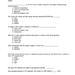 Cellular Respiration Worksheet Honors Together With Anaerobic Pathways For Atp Production Worksheet