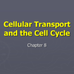 Cellular Transport And The Cell Cycle Inside Cellular Transport And The Cell Cycle Worksheet