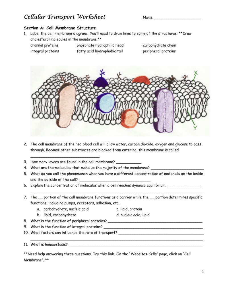 Cellular Transport Worksheet Name As Well As Cellular Transport Worksheet Section A Cell Membrane Structure Answer Key